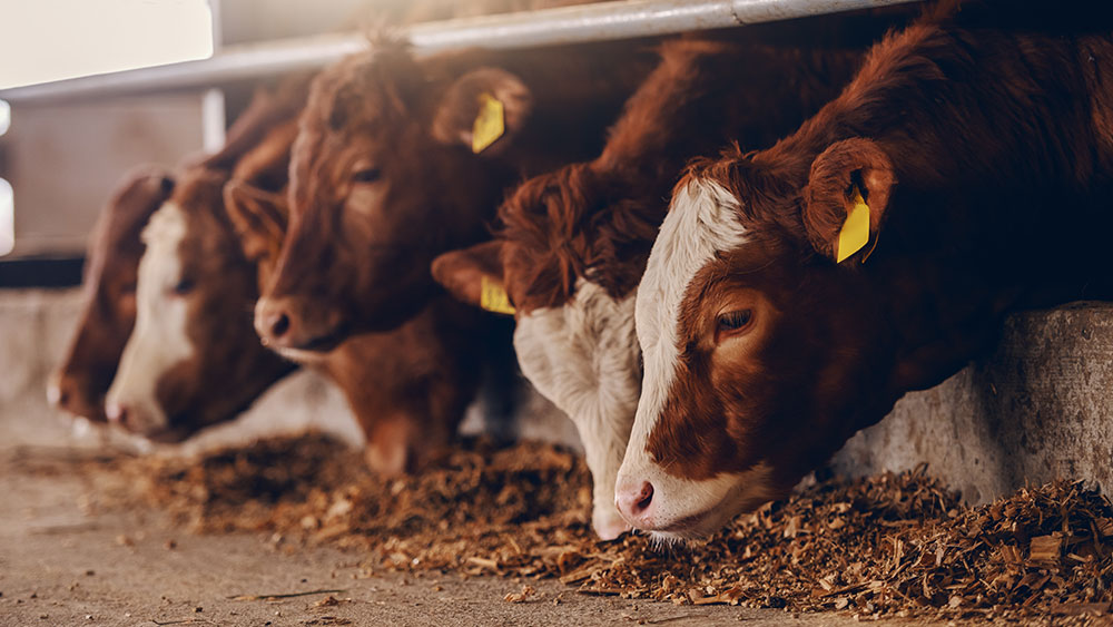 الانتاج الحيواني